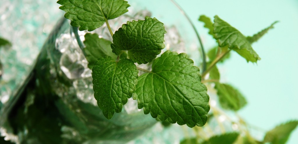 mojito